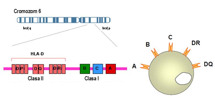 TIPAJ HLA-A (PCR) - Synevo