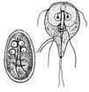 Examen coproparazitologic - Synevo