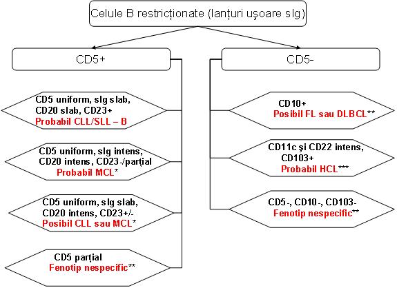 Imunofenotipare limfocitara - sindrom limfoproliferativ - Synevo